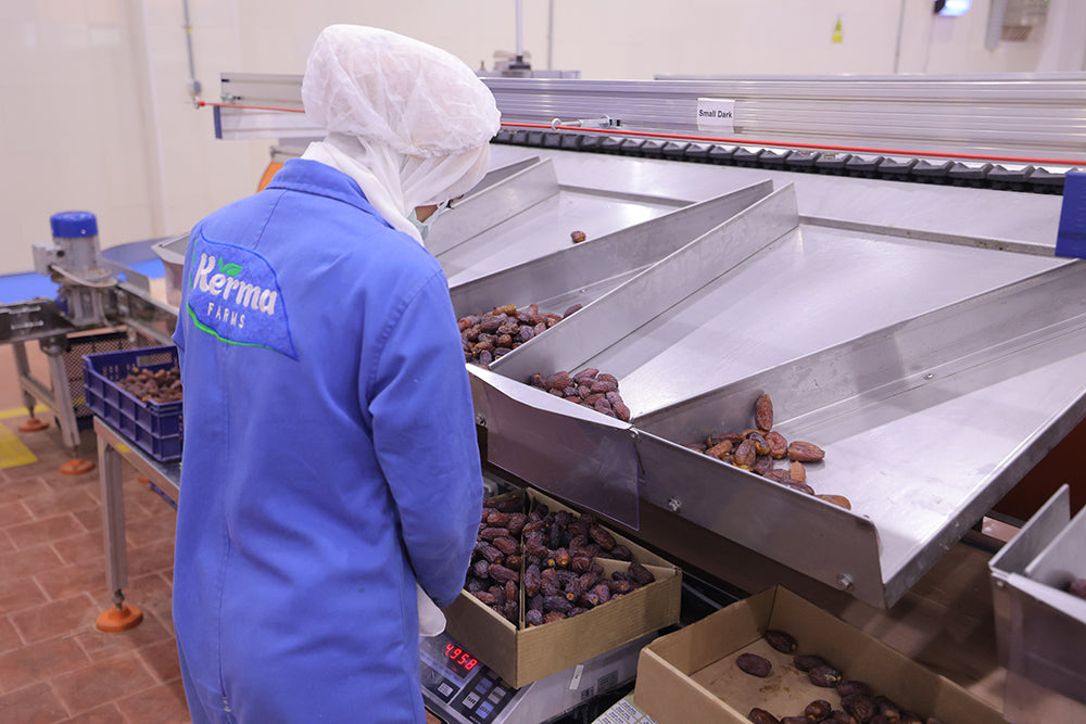 Workers in a modern food processing and packaging facility